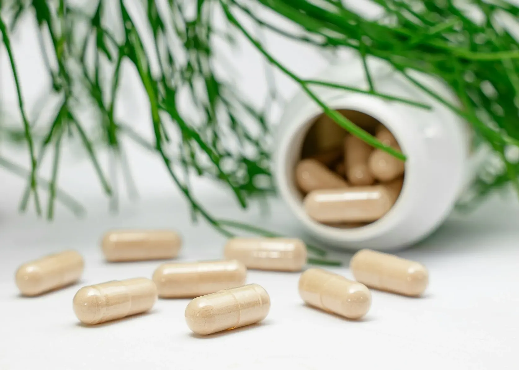 nutraceutical drying technology