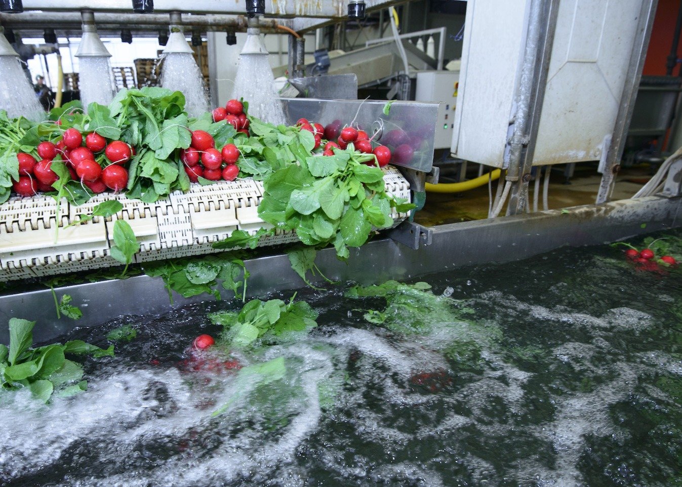 Food processing machine red vegetables and green leaves being washed in water